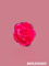 Rose-6