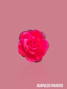 Rose-6